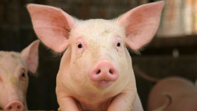 white and pink piglet looking at the camera