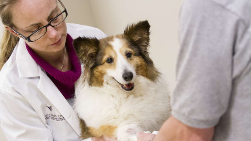 College of Veterinary Medicine