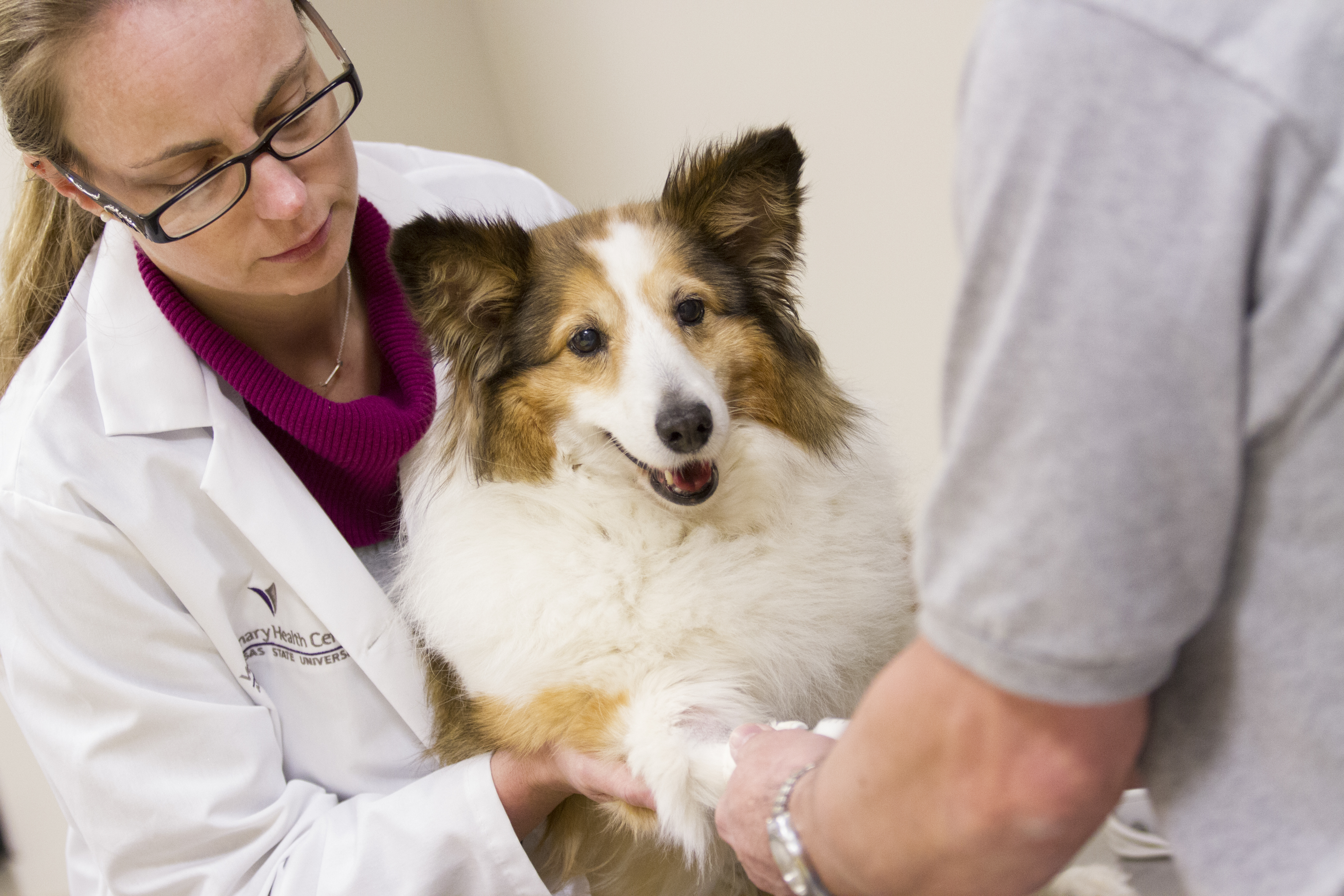 Dogs & Cats, Animal Health and Veterinary Medicine, Faculty of Veterinary  Medicine