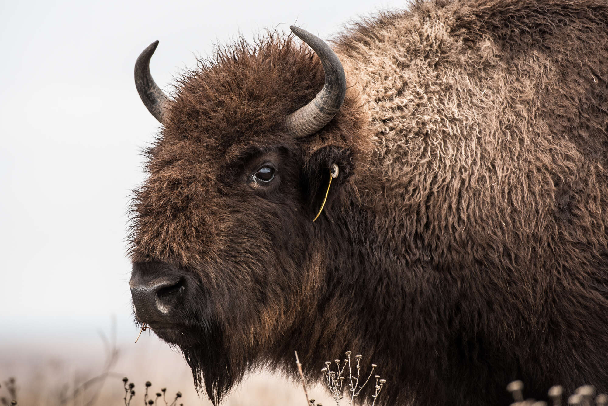 Give to Konza Prairie Biological Station - Kansas State University ...