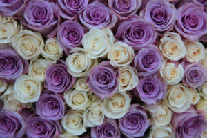 purple and white roses