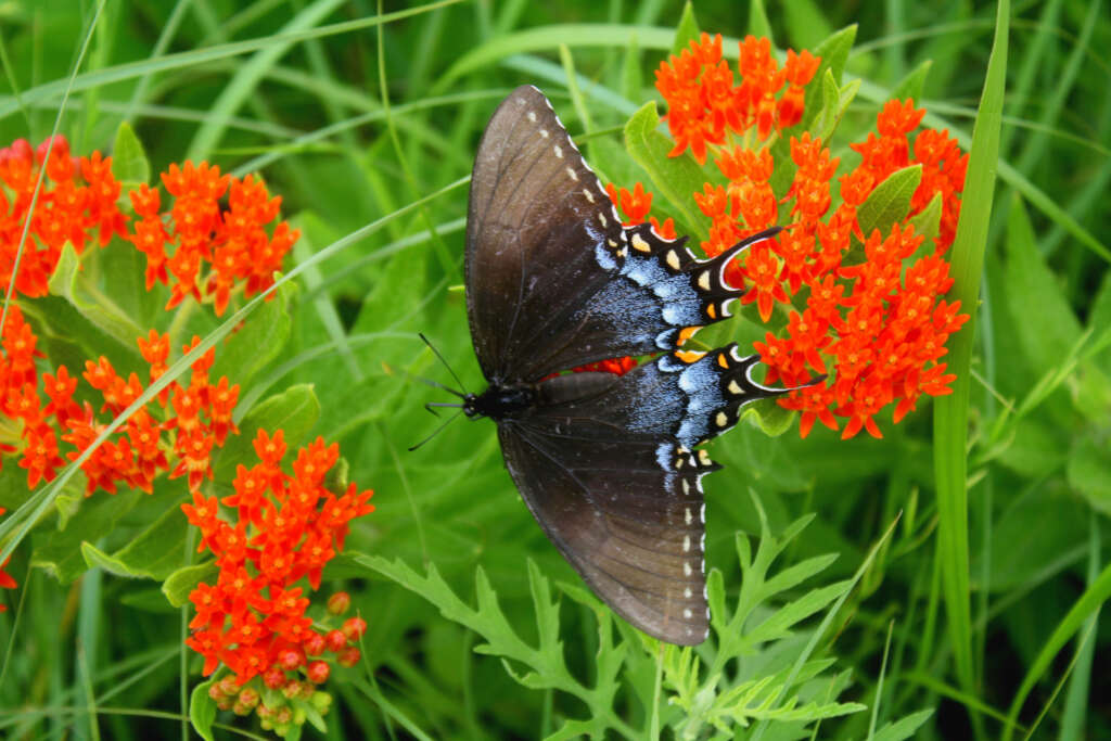 Konza prairie 