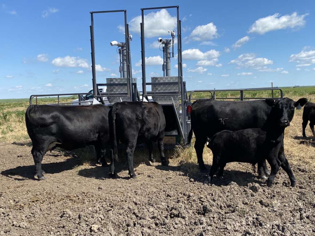 K-State cattle research in progress