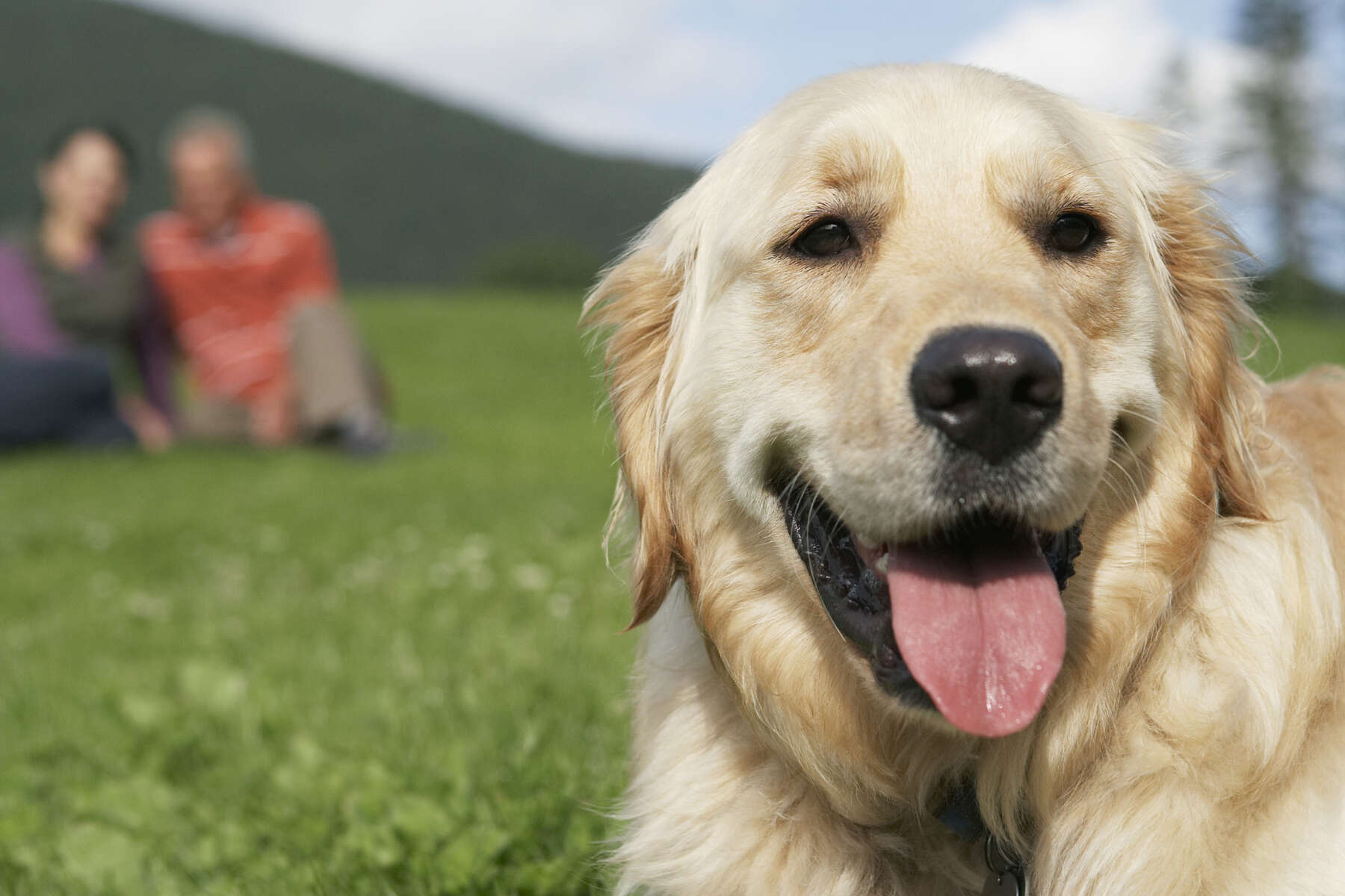 golden retriever dog with red ball and couple sitting in background