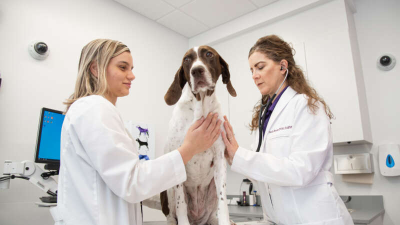 Veterinarian and student with dog