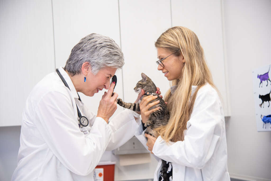 veterinarian and student with cat