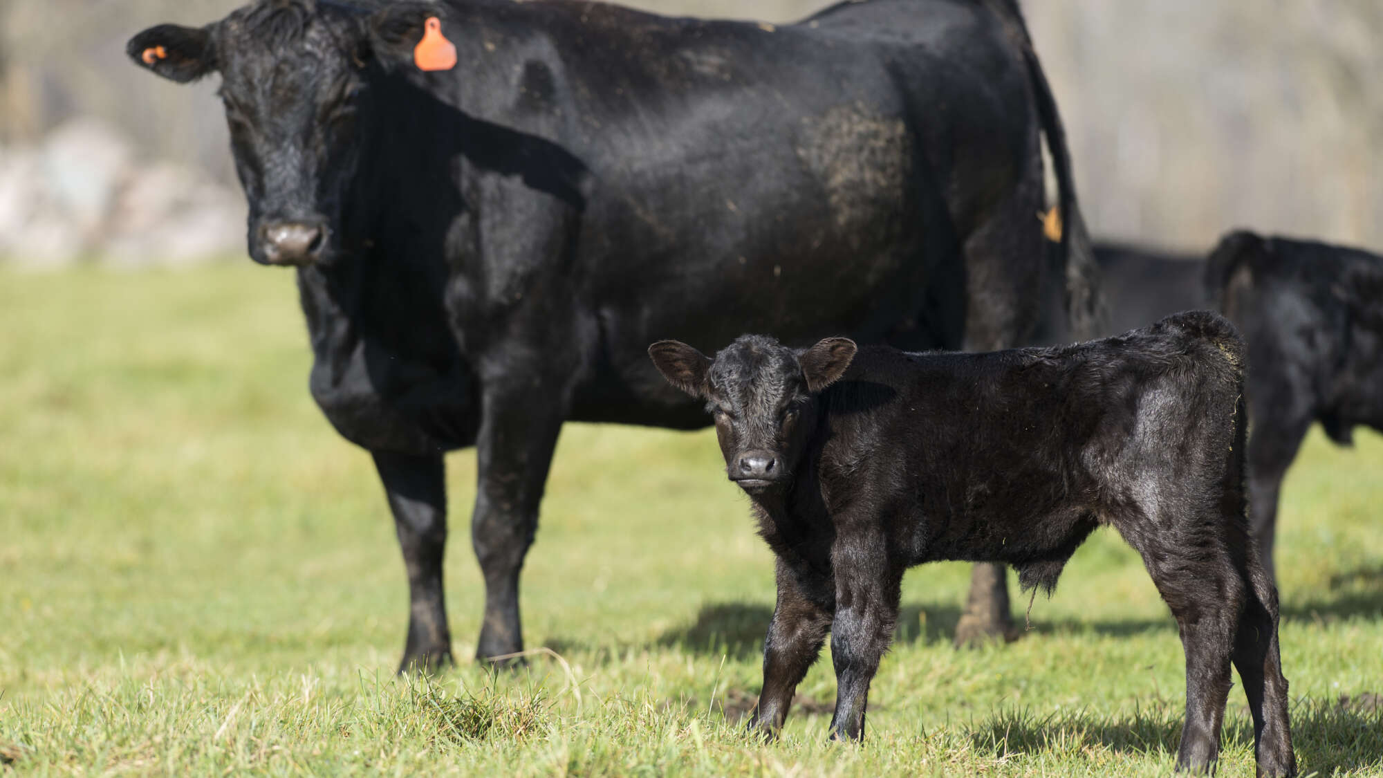 black angus cow and calf