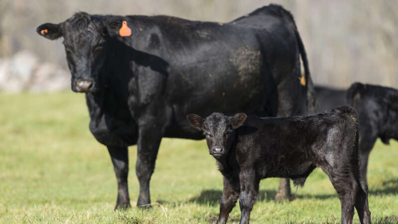 black angus cow and calf