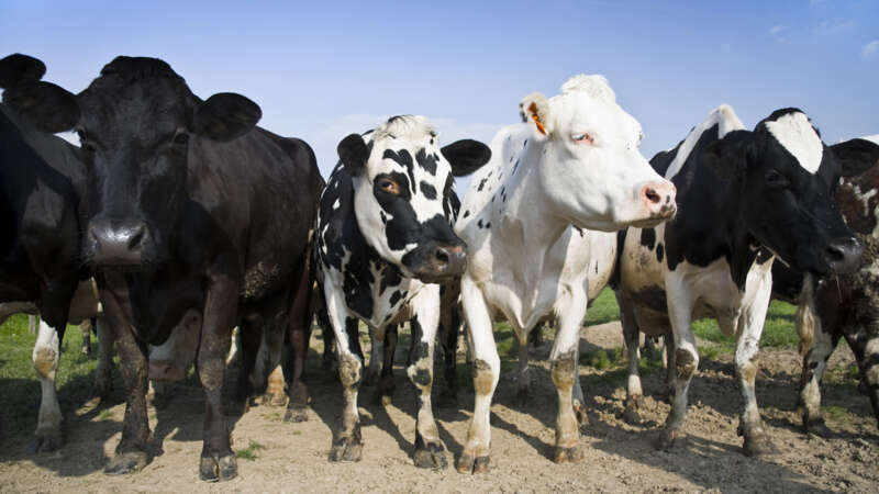 Group of cows