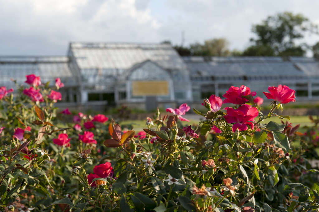 Flower power - Kansas State University Foundation