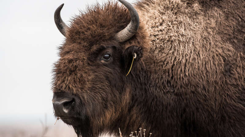 konza bison
