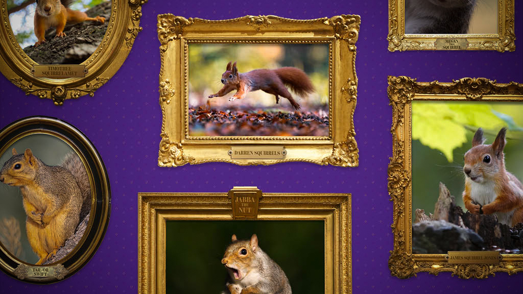 Wall of squirrel portraits