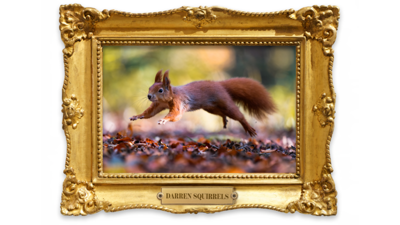 darren squirrels
